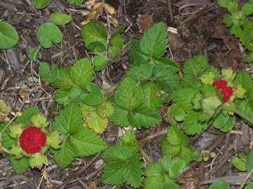 Potentilla indica (=Duchesnea indica) / Fragola matta